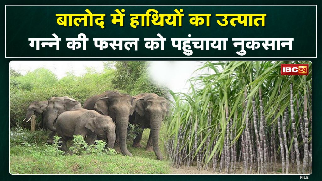 Balod Elephant Attack: Elephants damage sugarcane crop. Alert issued in these villages.