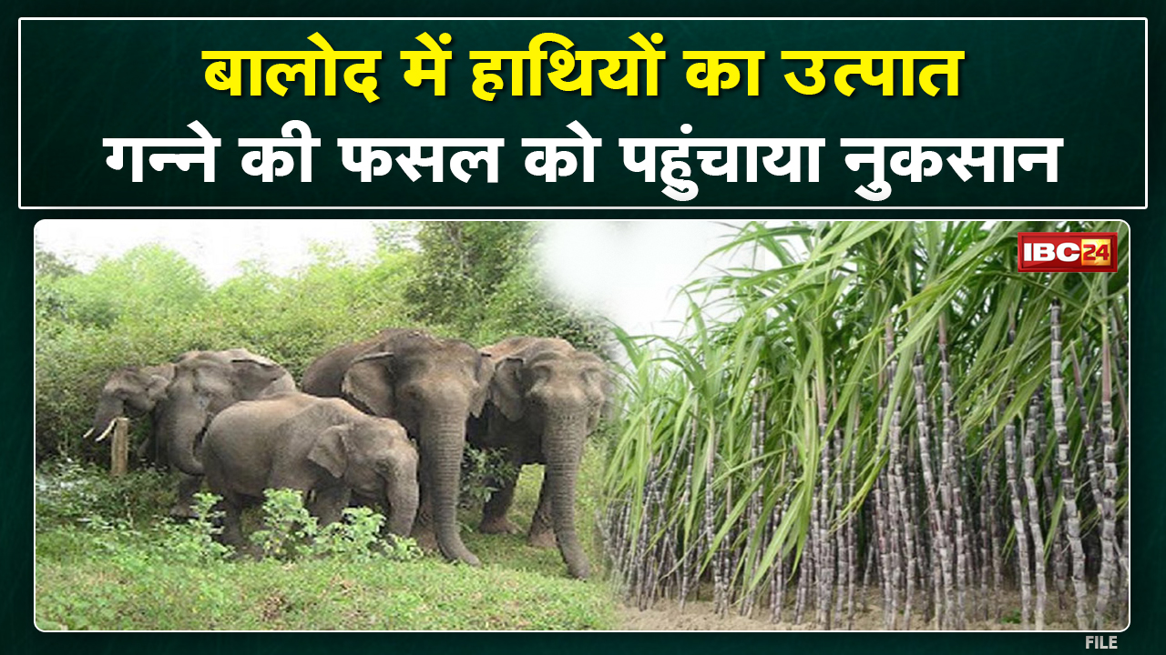 Balod Elephant Attack: Elephants damage sugarcane crop. Alert issued in these villages.