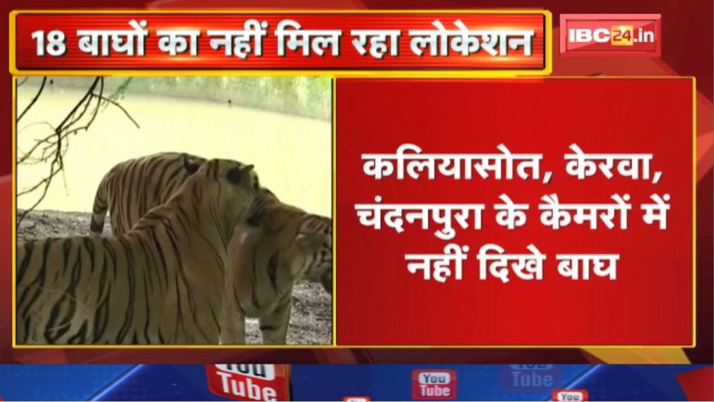 Bhopal News : Location of 18 tigers not found | There was a stir in the Forest Department...