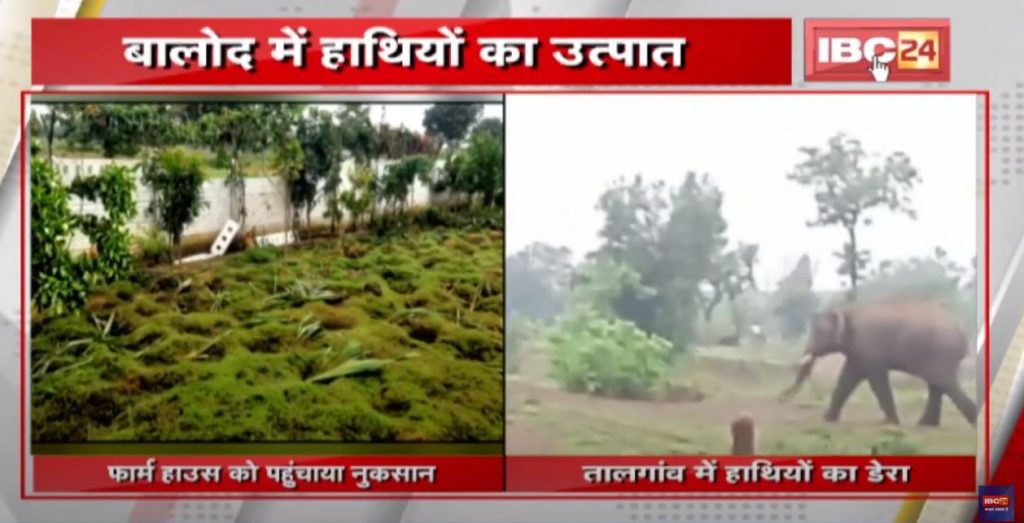 Elephant Attack : Elephants in Devarbhath Damage to the farm house, damage to the crops