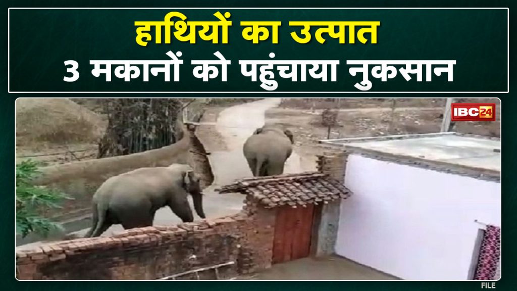 Elephant Attack : A group of elephants roaming in the villages of Kabirdham district. damage to houses