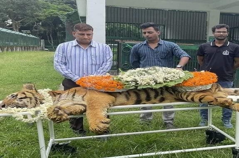 भारत के सबसे बुजुर्ग बाघ ने दुनिया को कहा अलविदा, वन विभाग के अधिकारियों ने नम आंखों से दी श्रद्धांजलि