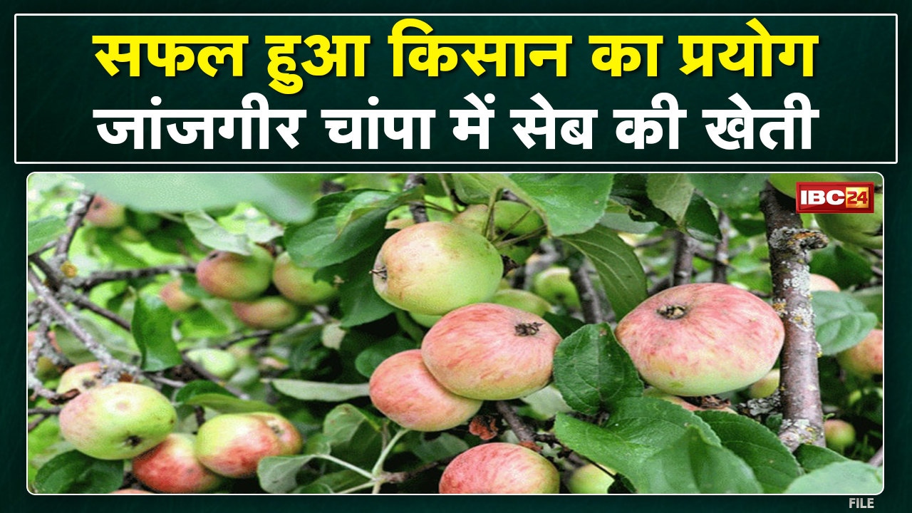 सफल हुआ किसान का प्रयोग | Janjgir-Champa में अब Himachal का सेब की खेती