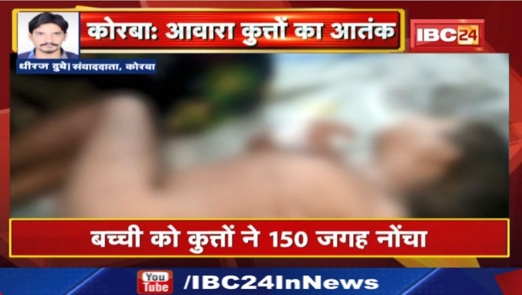 Korba News : Terror of stray dogs | Took the girl away from the courtyard of the house, scouted 150 places