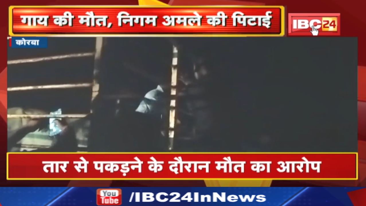 Korba News : गाय की मौत, निगम अमले की पिटाई | पुलिस मामले की जांच में जुटी…