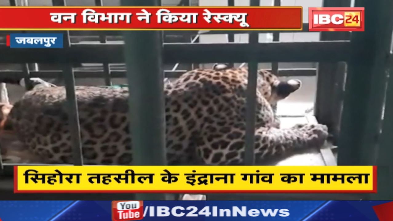 Leopard in Jabalpur : गांव में घुसा घायल तेंदुआ | Forest Department ने किया Rescue…
