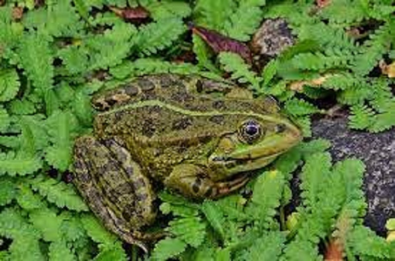 बारिश के समय घर में आ रहें मेंढकों से है परेशान, तो इन तरीकों को अपनाए