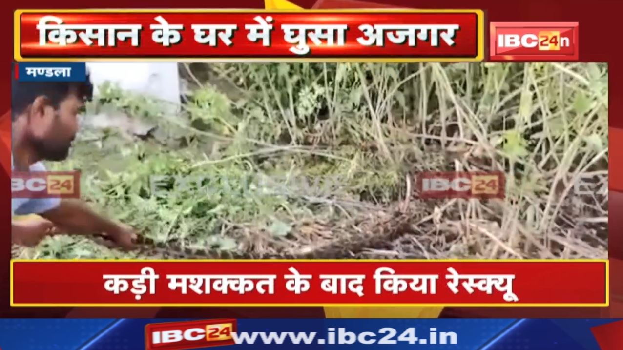 Mandla News : किसान के घर में घुसा अजगर | रेस्क्यू कर अजगर को जंगल में छोड़ा गया…
