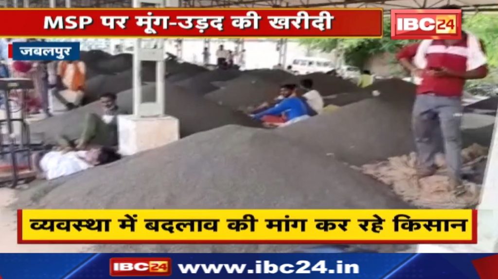 Moong Kharidi: Delay in announcement, loss to farmers Farmers demanding change in the system...