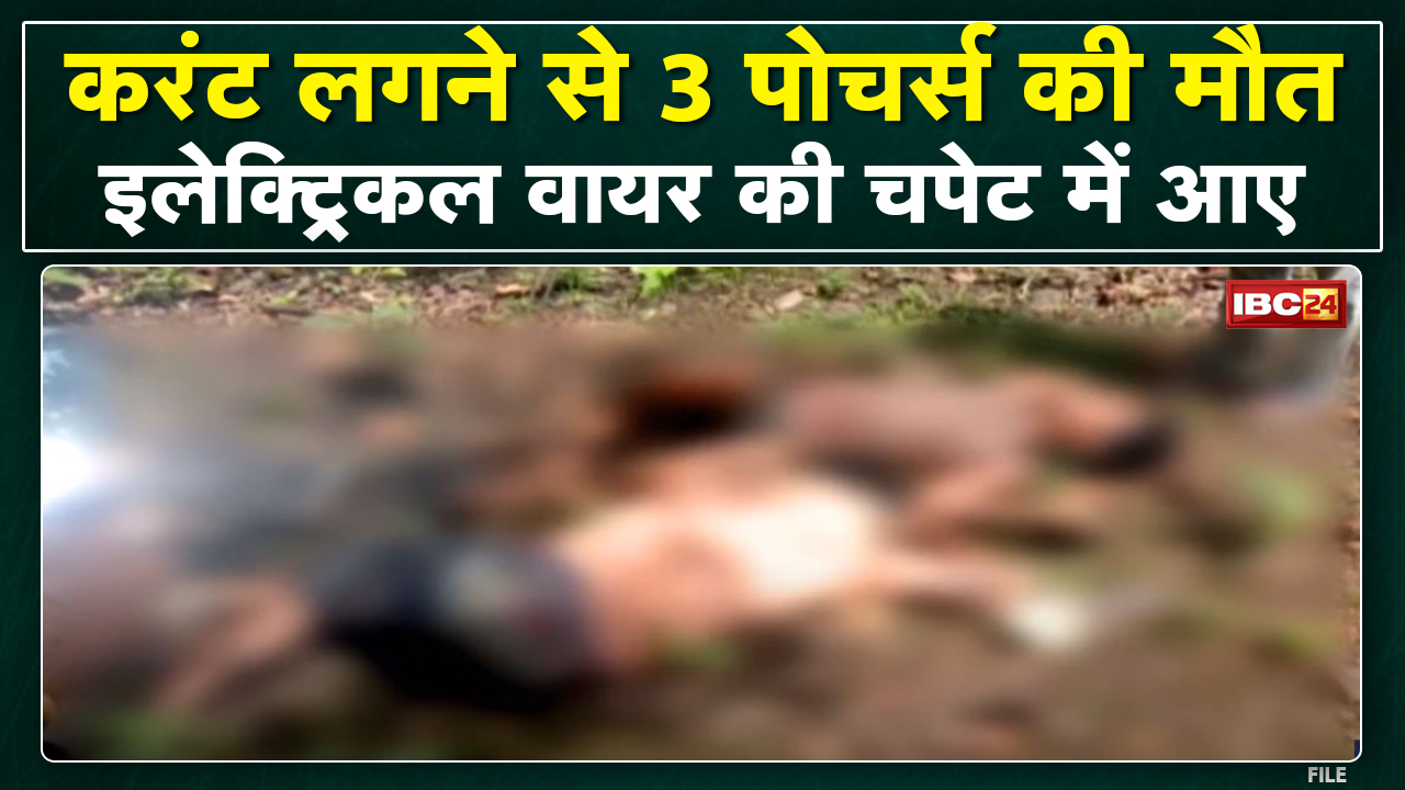 Raigarh News : वन मंडल में बढ़ती जानवरों की पोचिंग | अपने ही जाल में फंसे शिकारी, 3 की मौत