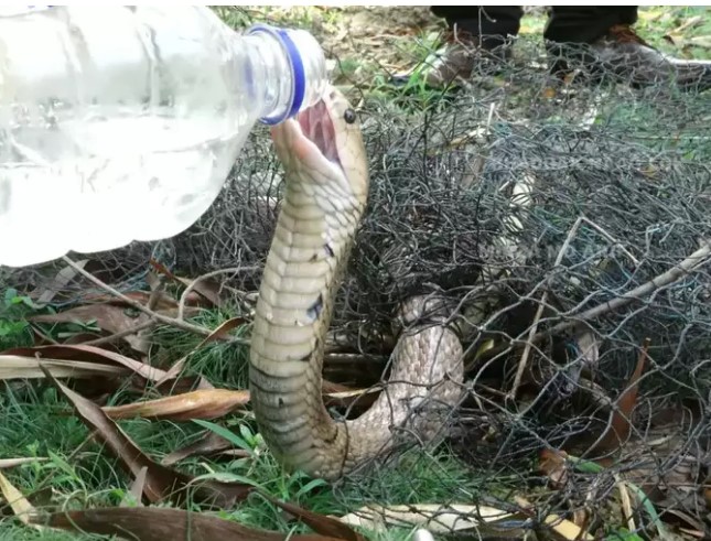 King Cobra was thirsty