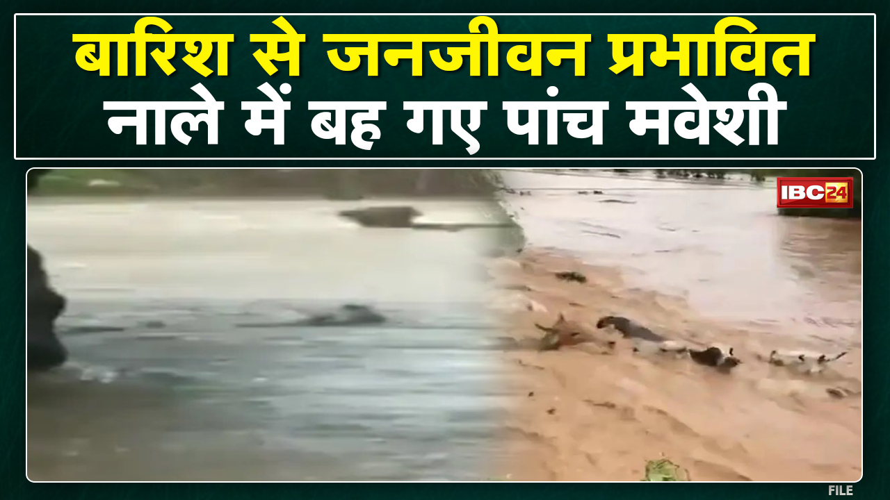 Heavy Rain in Sukma : लगातार बारिश से नदी नाले उफान पर | नाले में बह गए पांच मवेशी