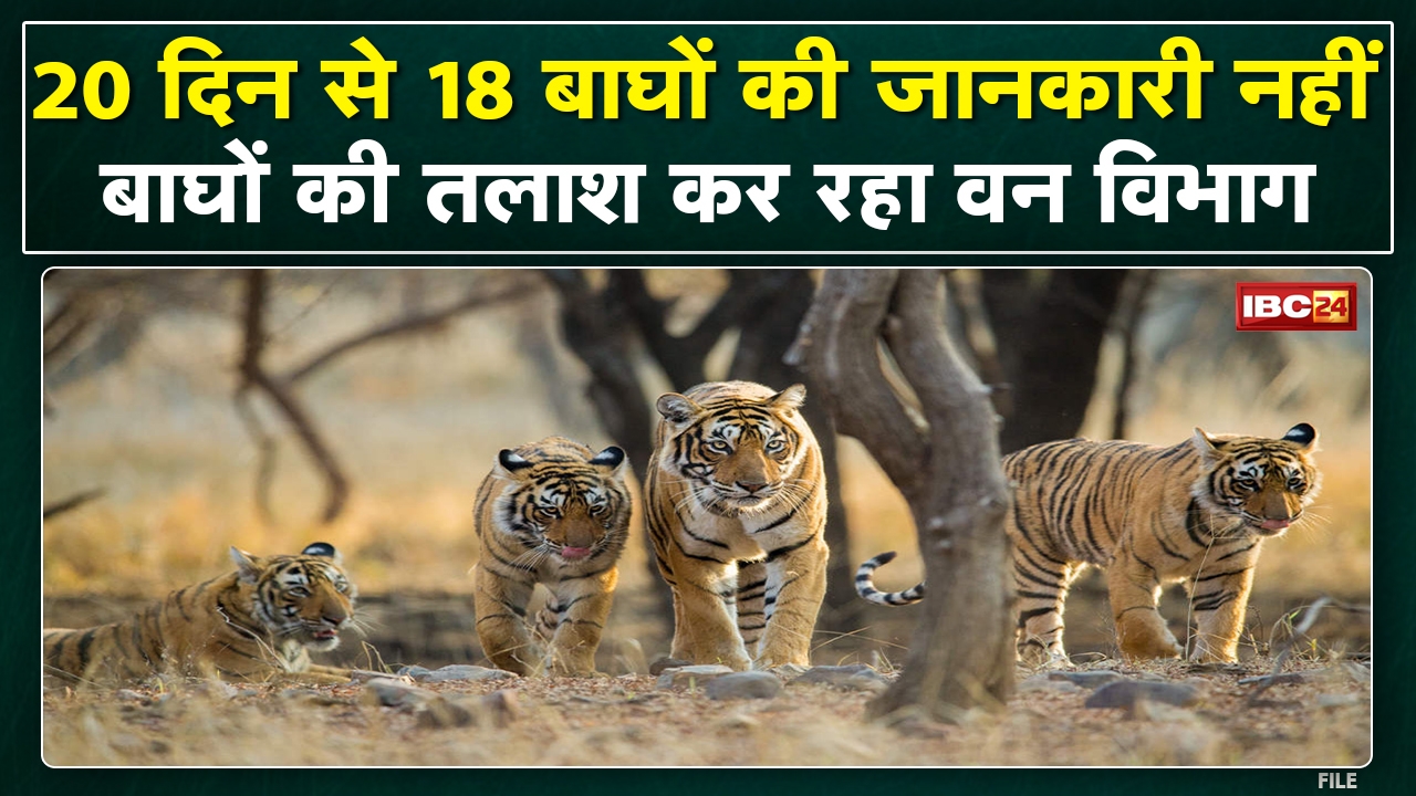 20 दिन से 18 बाघों की जानकारी नहीं | Forest Department में मचा हड़कंप