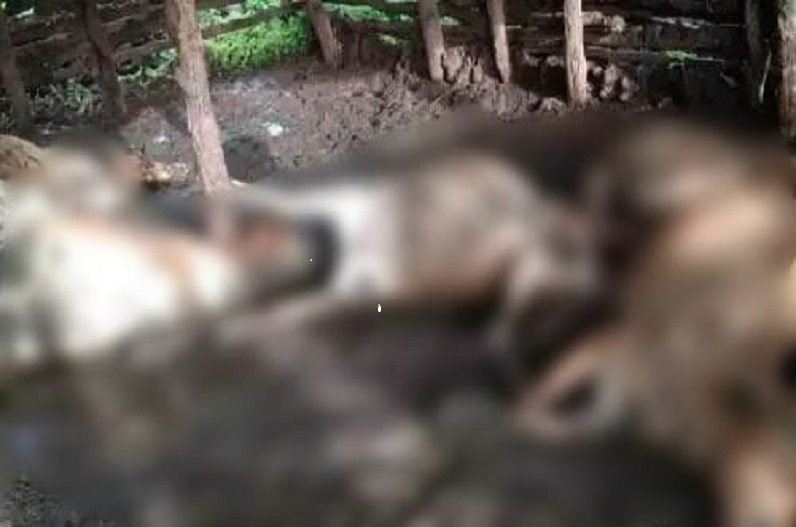 कुदरत का कहर, आकाशीय बिजली की चपेट में आने से 7 मवेशियों की मौत