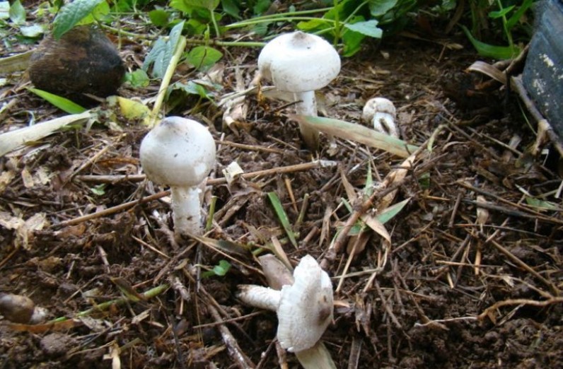 eating wild mushrooms