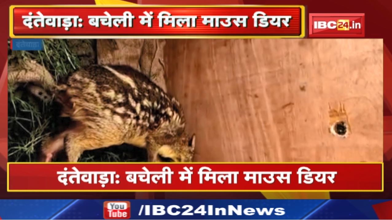 World’s Smallest Deer found in Chhattisgarh : छत्तीसगढ़ में यहां नजर आया दुनिया का सबसे छोटा हिरण…