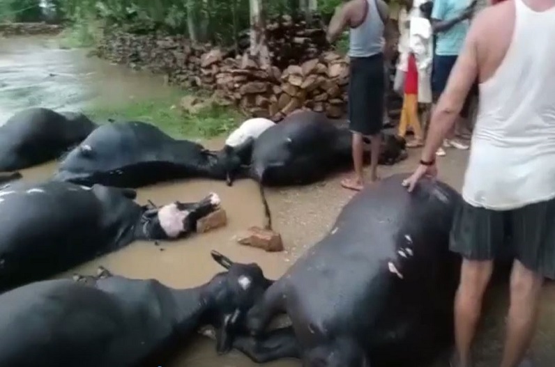 17 buffaloes killed after being hit by goods train in Karnataka