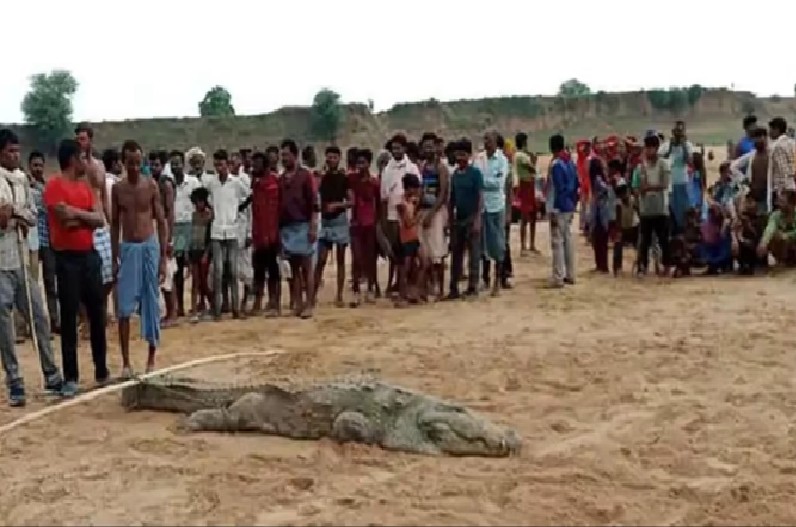 मगरमच्छ ने मासूम को निगला, मगर को बंधक बनाकर ग्रामीण कर रहे उगलने का इंतजार