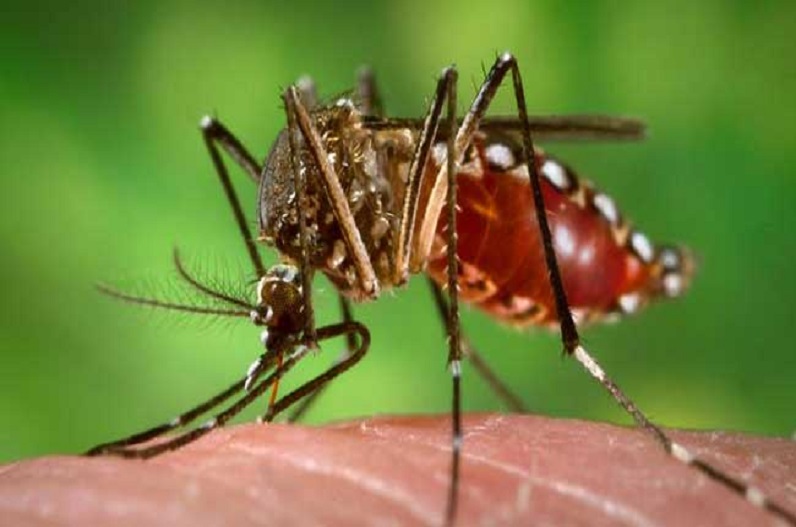 जिले में पसरा डेंगू का आतंक, 4 की मौत 300 मरीज, स्वास्थ्य अमले में मचा हड़कंप