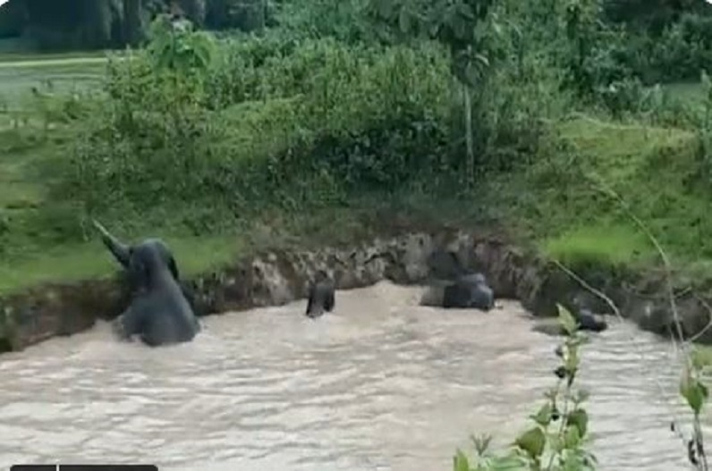 elephants trapped in the pond