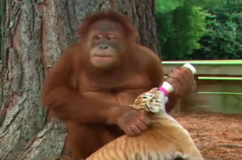 Monkey gave milk to tiger's children