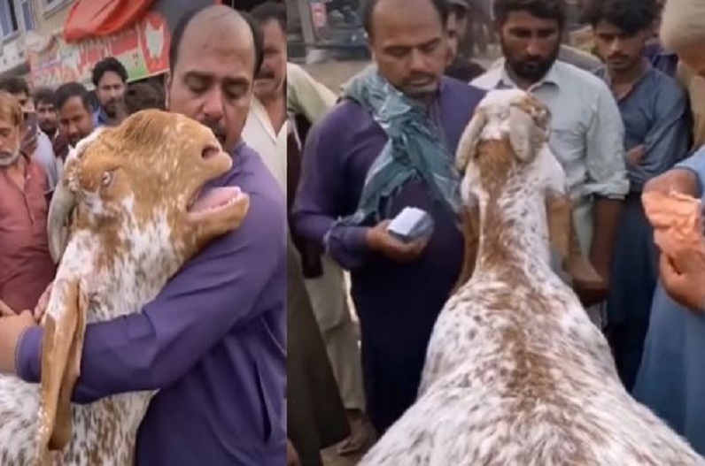 goat video viral