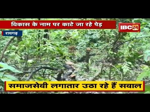 Raigarh में विकास के नाम काटे जा रहे पेड़ | समाजसेवी लगातार उठा रहे हैं सवाल