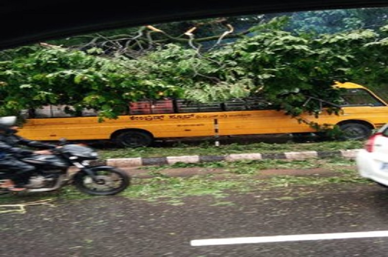 Tree Fell in School