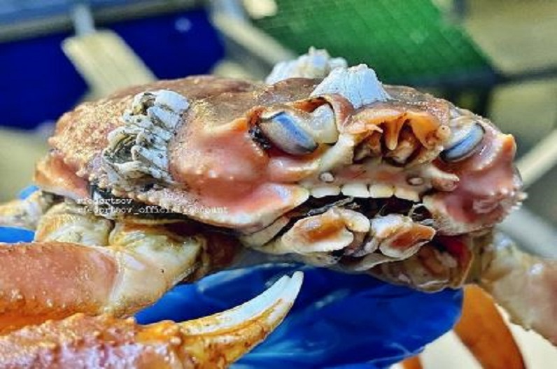 The body of a rare crab
