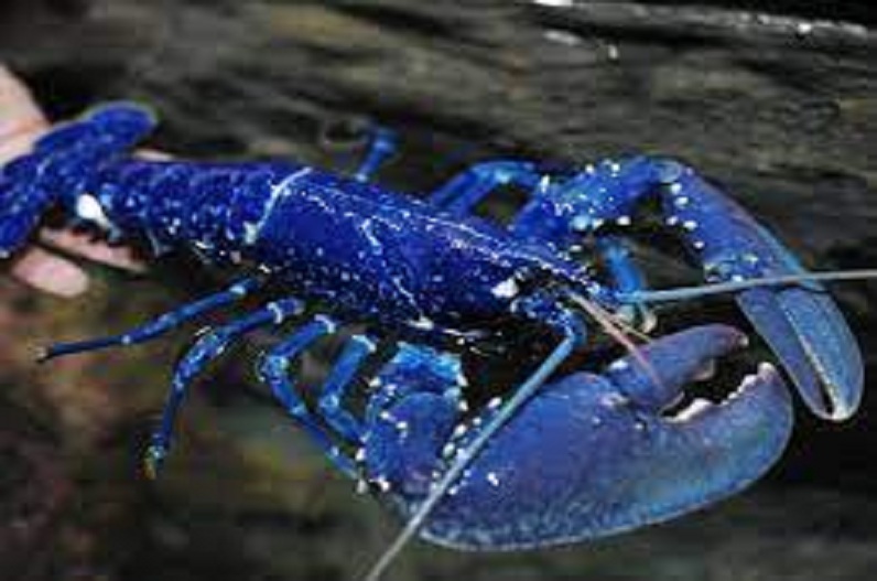 Fisherman Catches Extremely Rare Blue Lobster