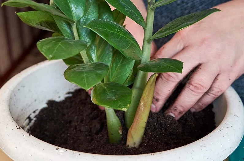 do not plant these 5 plants in home
