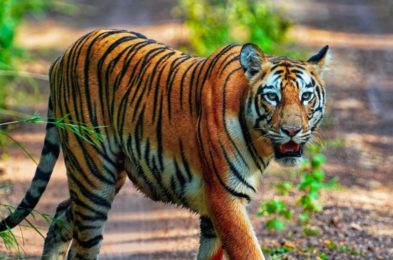 'Ranipur Tiger Conservation Foundation'