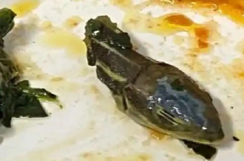 उड़ते विमान में खाने में मिला सांप का कटा सिर, केबिन क्रू की निकल गई चीख, वायरल हो रहा वीडियो