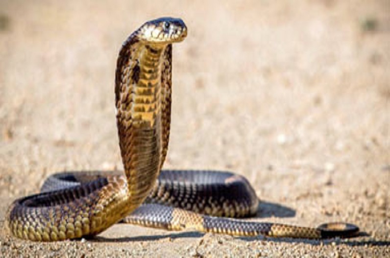 इन बीमारियों के लिए अमृत से कम नहीं है सांप का ‘जहर’, यहां जानिए कैसे किया जाता है इसका उपयोग