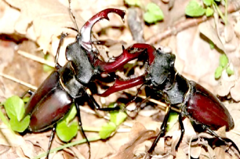 ये है दुनिया का सबसे महंगा कीड़ा, नाम जानकर आएगी हंसी, कीमत सुनकर उड़ जाएंगे होश