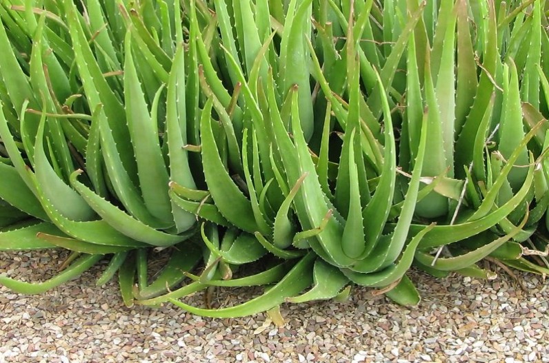 पुरुषों के लिए बहुत फायदेमंद है एलोवेरा जेल, जानिए कैसे करें इसका उपयोग