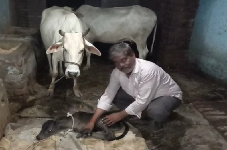 अनोखा बछड़ा ! प्रदेश के इस जिले में गाय ने दिया दो पैरों वाले बछड़े को जन्म , देखने वालों की लगी भीड़