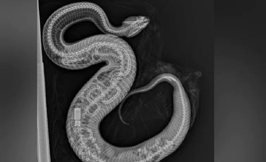 Dangerous snake swallowed python