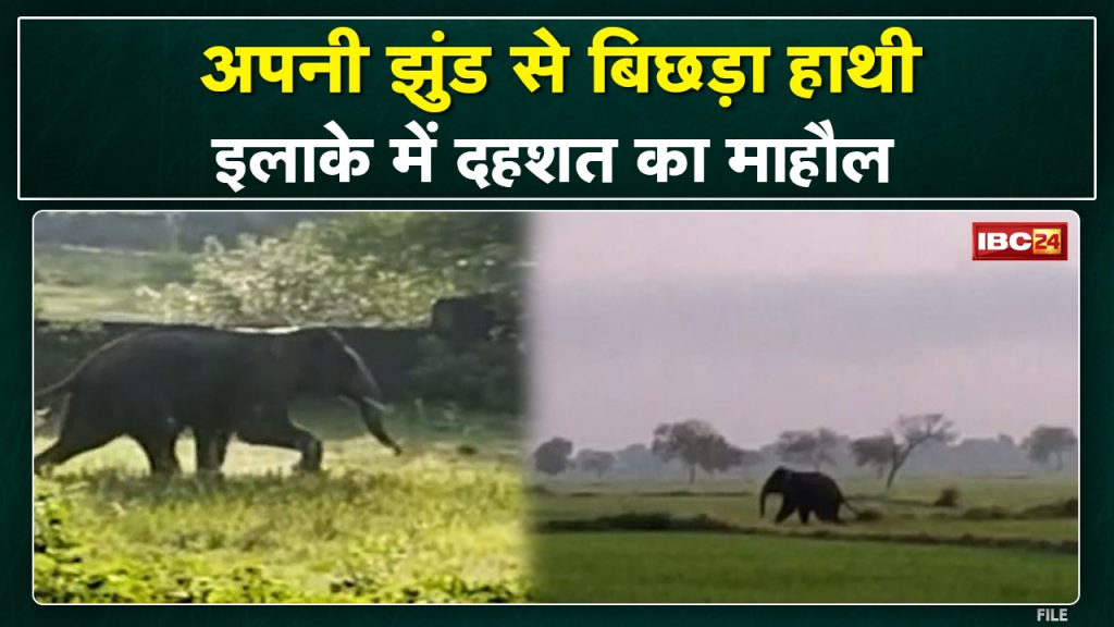 Bilaigarh Elephant Attack : Elephant entered the Belmundi Nagarda area. Harm to the crop...