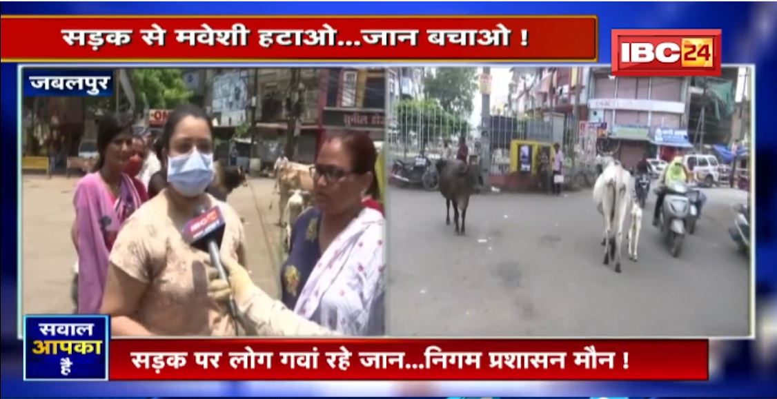 सड़क पर मवेशी..कहां जाएं लोग? आवारा मवेशी किसकी जिम्मेदारी? देखिए SAWAL AAPKA HAI