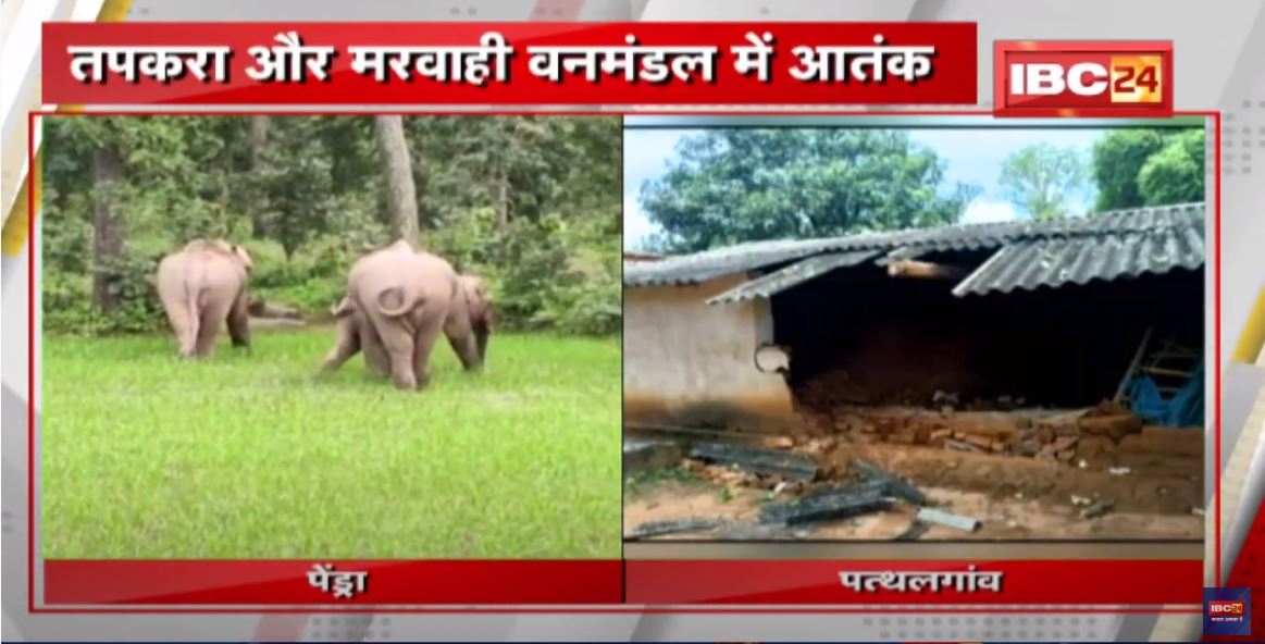 Chhattisgarh Elephant News : Tapkara और Marwahi वनमंडल में हाथियों का आतंक