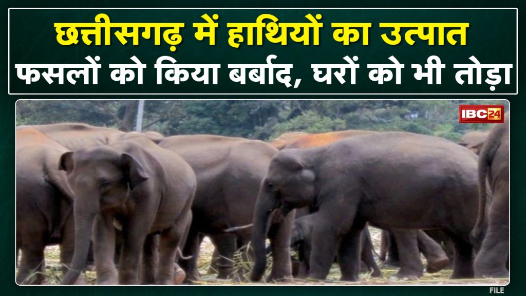 Chhattisgarh Elephant Attack : Elephant attack from Pendra to Pathalgaon | Demolition of houses in villages.