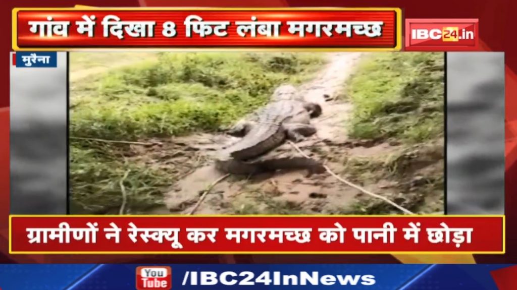 Crocodile: 8 feet long crocodile entered the village of Morena. The villagers rescued and left it in the water.
