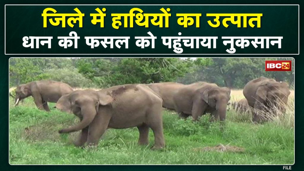 Dhamtari Elephant Attack Team of 3 elephants damaged the paddy crop...