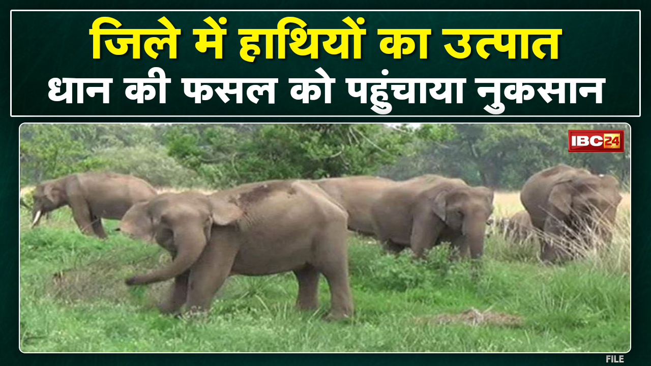 Dhamtari Elephant Attack : हाथियों का उत्पात | 3 हाथियों के दल ने धान की फसल को पहुंचाया नुकसान…