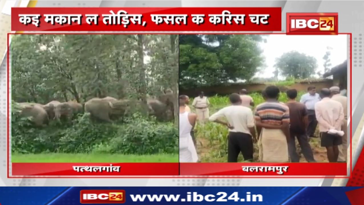 Elephant Attack : भोजन के खोज म गांव डाहर पहुंचत हे हाथी | कई मकान ल तोड़िस, फसल ल करिस चट…