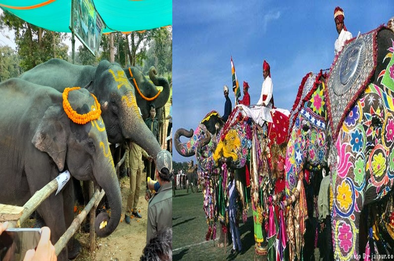 Haathi Mahotsav