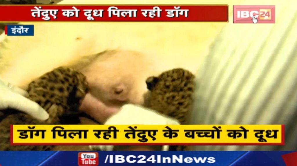 Indore Zoo : Dog feeding milk to leopard babies. Rescue of little leopards happened from Dhar