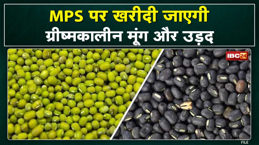 Moong-Urad Purchase in Madhya Pradesh : Purchase of Moong-Urad from 8th August | 741 centers set up in 32 districts