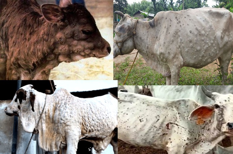 प्रदेश के 26 जिलों में लंपी वायरस का कहर,12000 से ज्यादा गायों में फैला संक्रमण